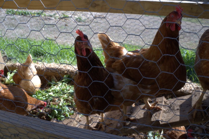 Photo of hens.